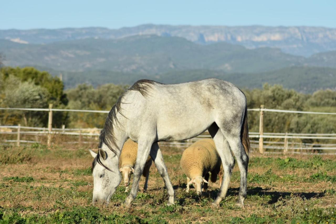 Casa Con Vistas, Piscina Y Animales De Granja, La Caseta Tarragona Eksteriør billede